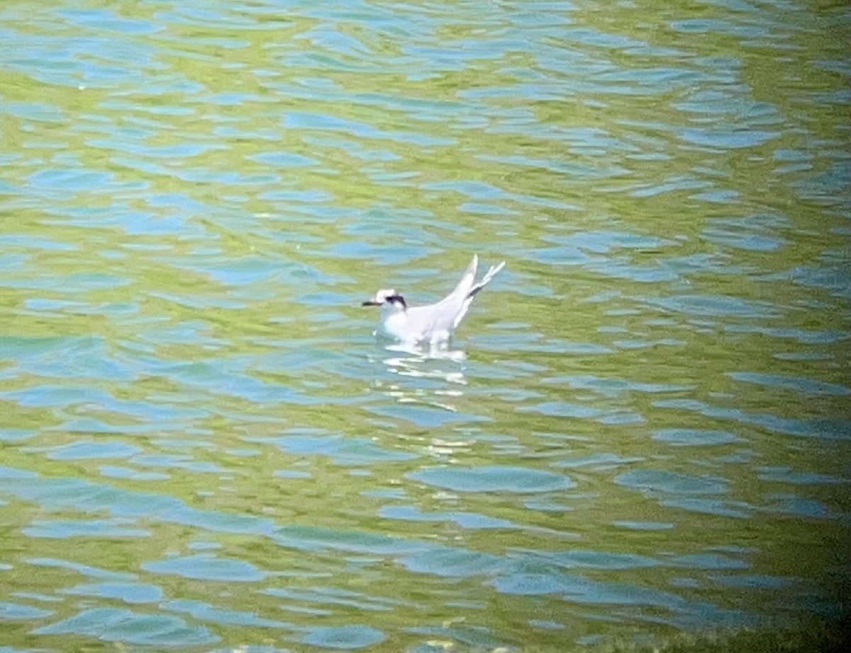 Forster's Tern - Craig Robson