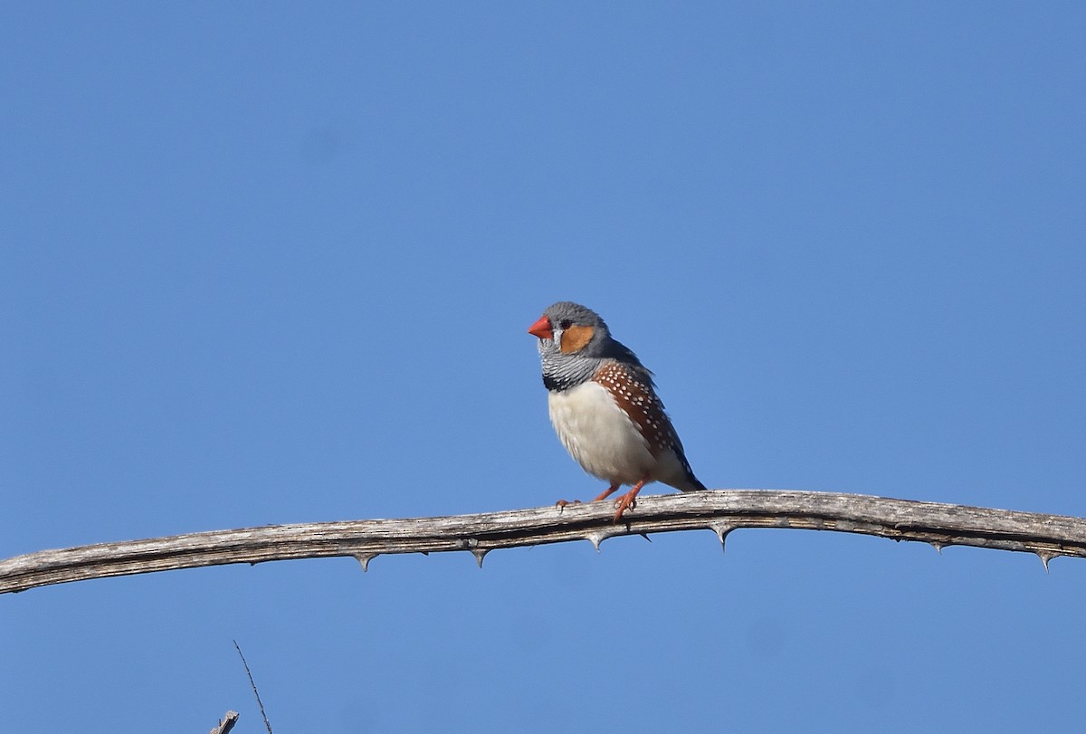 Zebra Finch (Australian) - ML619781484