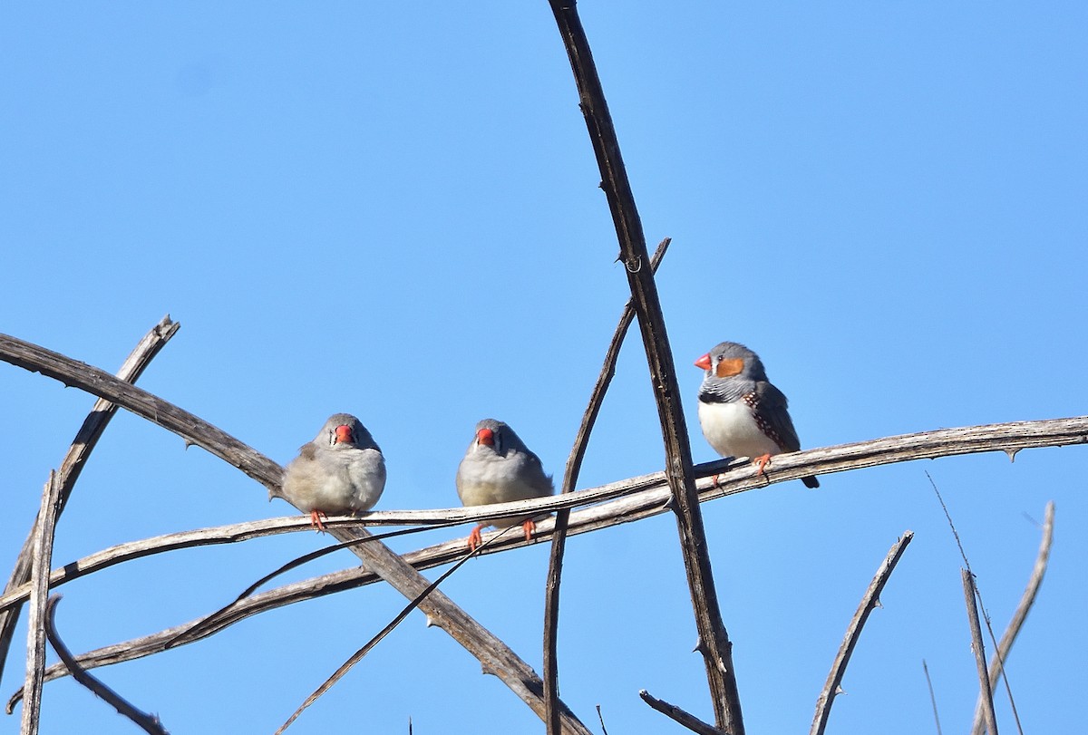 Zebra Finch (Australian) - ML619781485