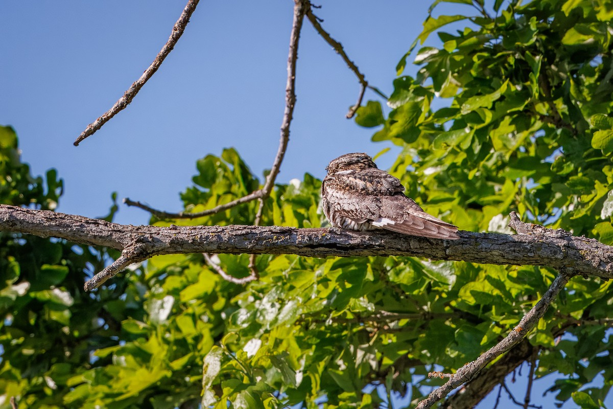 Common Nighthawk - ML619781493