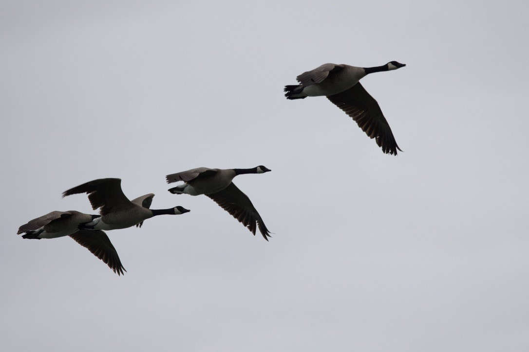 Canada Goose - ML619781516