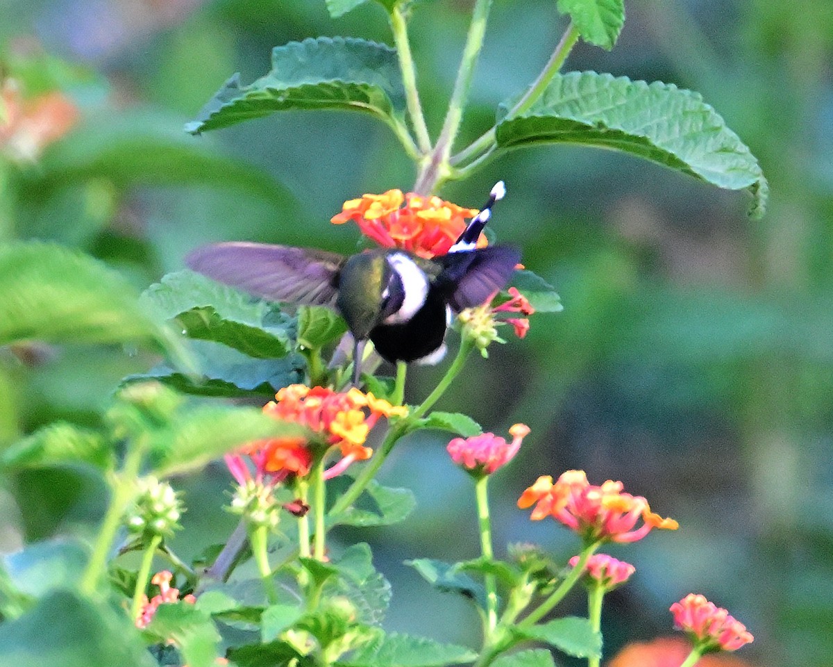 Sparkling-tailed Hummingbird - ML619781531