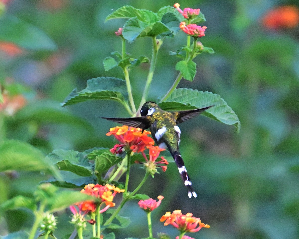 Sparkling-tailed Hummingbird - ML619781532