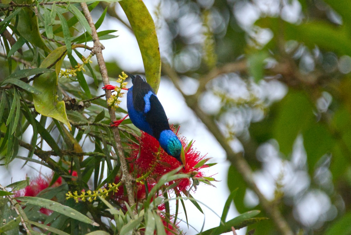 Red-legged Honeycreeper - ML619781539