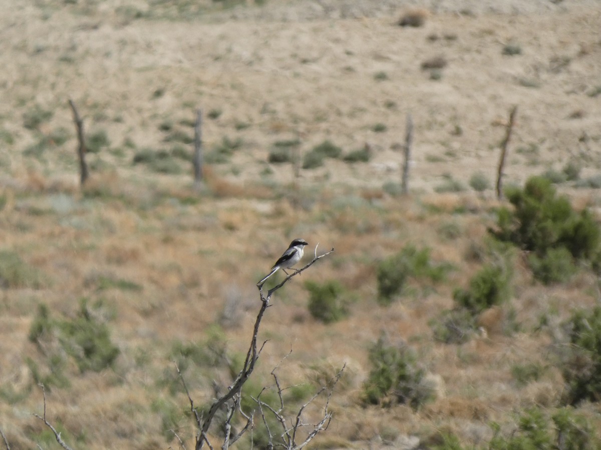 Loggerhead Shrike - ML619781549