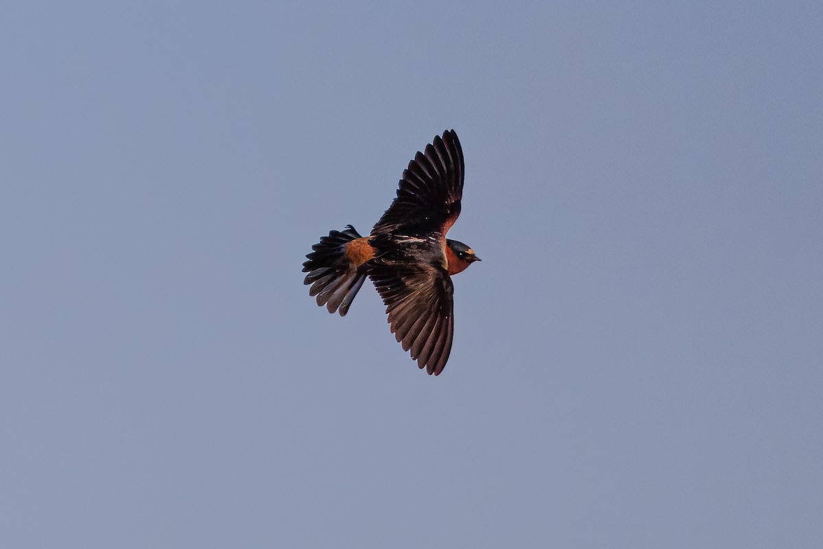 Cliff Swallow - ML619781552