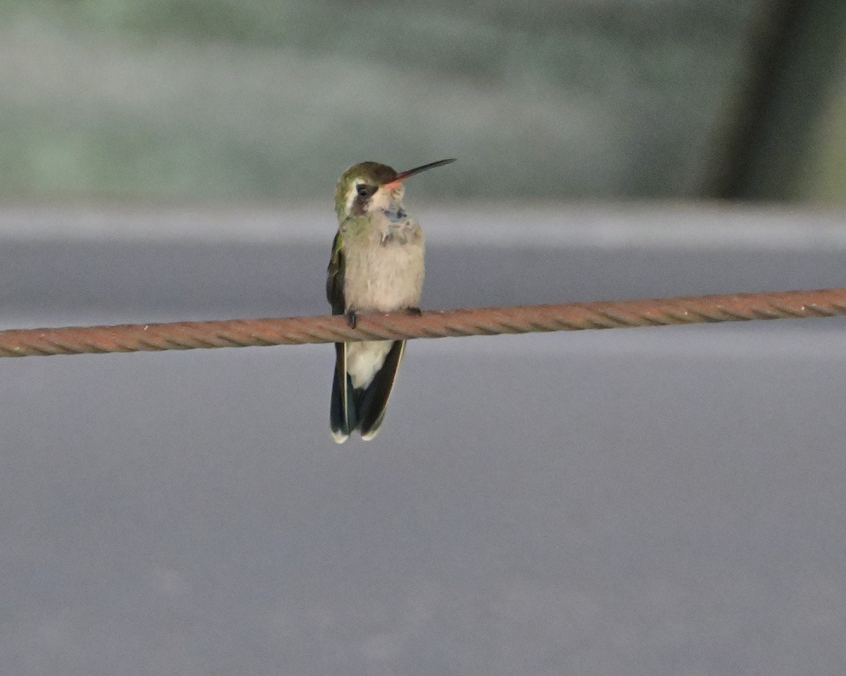 kolibřík bělouchý - ML619781560