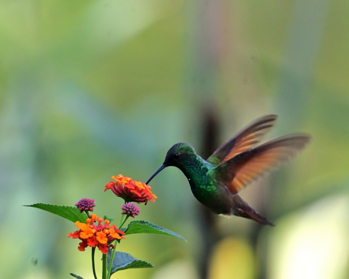 kolibřík mexický - ML619781568