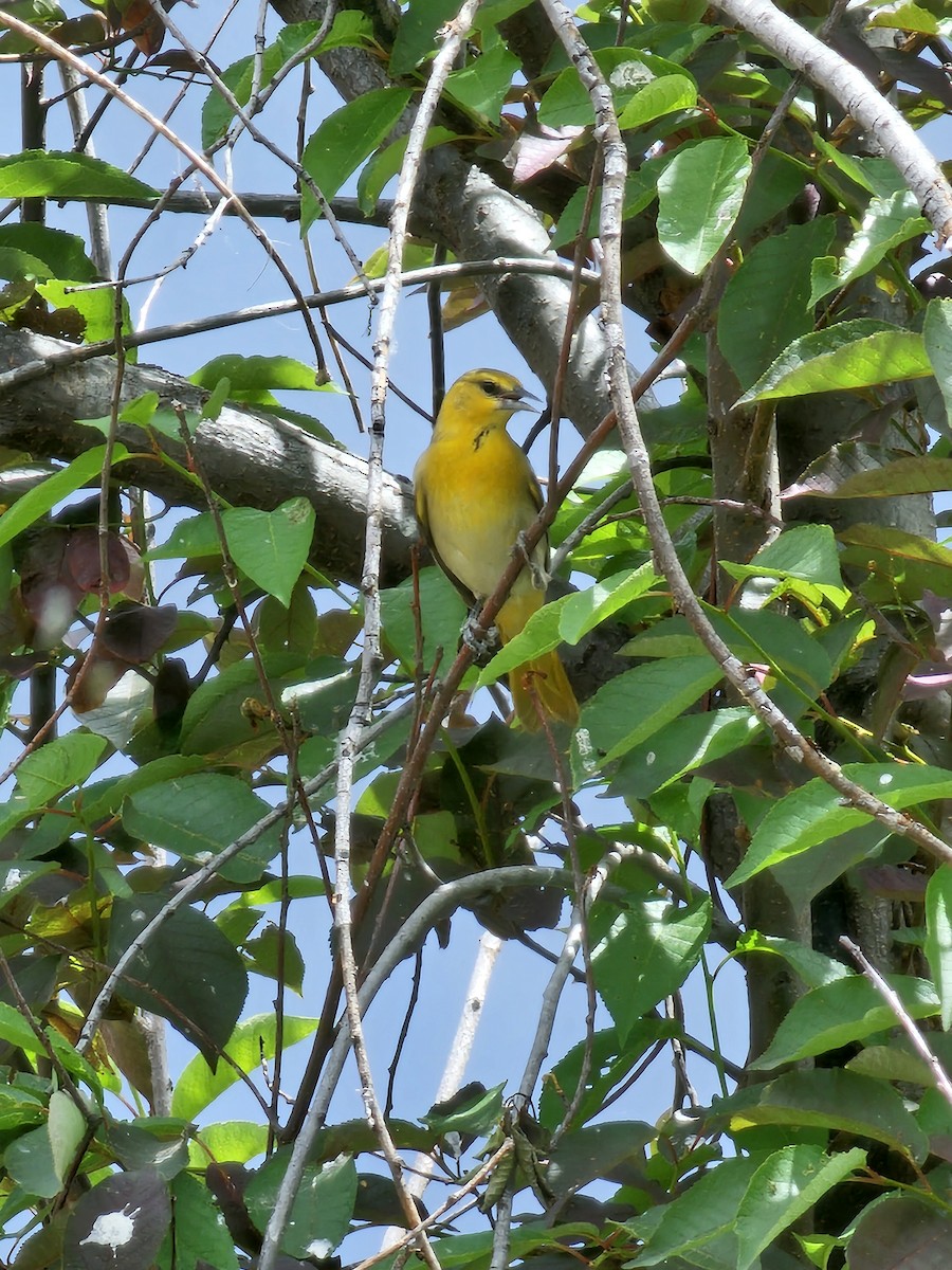 Bullock's Oriole - ML619781581