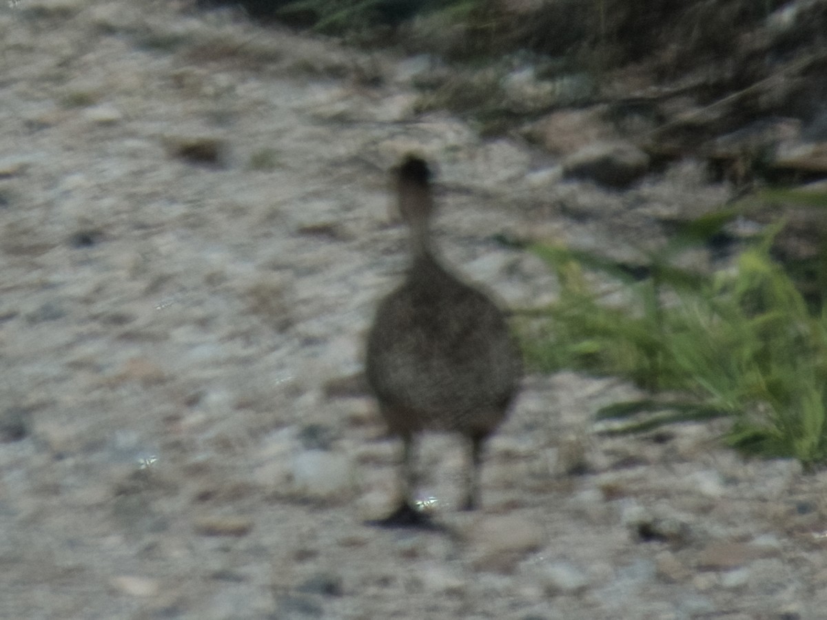 Brushland Tinamou - ML619781597