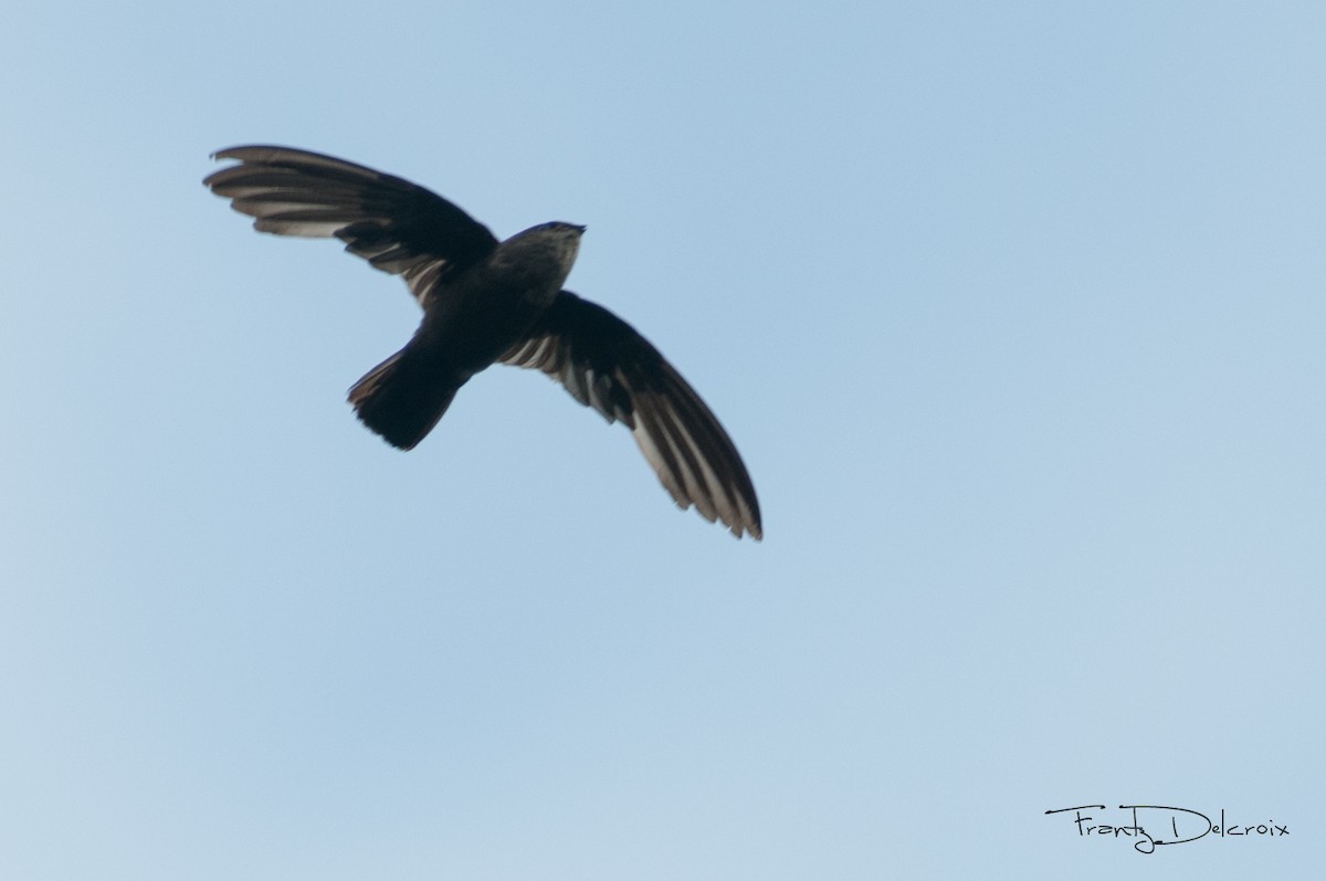 Lesser Antillean Swift - Frantz Delcroix (Duzont)