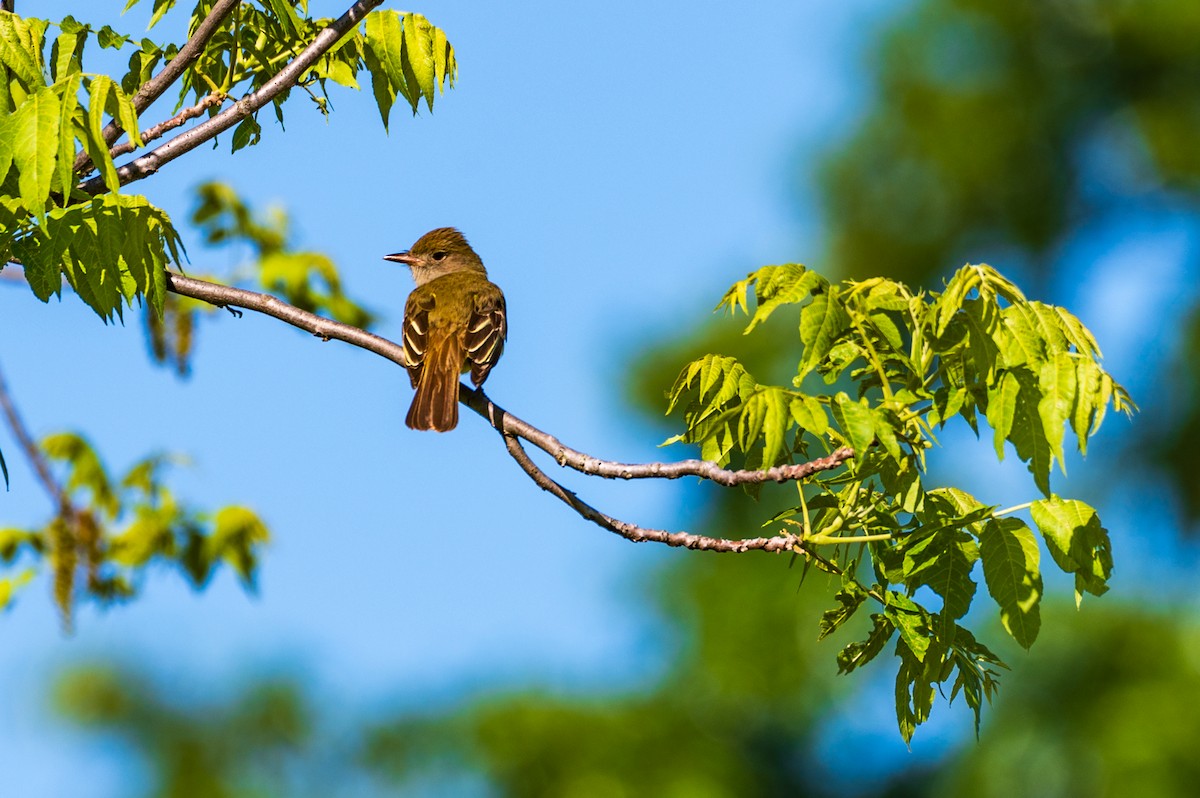 Great Crested Flycatcher - ML619781611