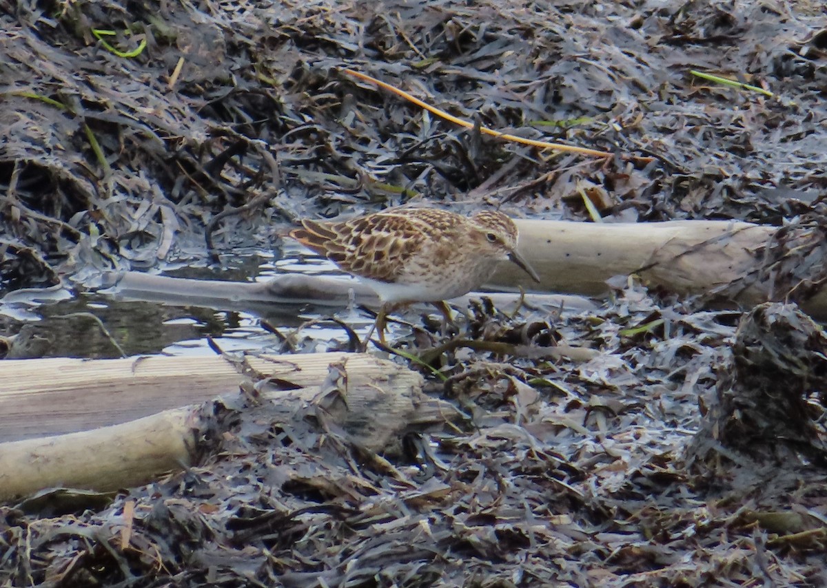 pygmésnipe - ML619781614