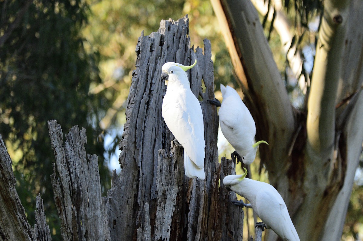 Sulphur-crested Cockatoo - ML619781631