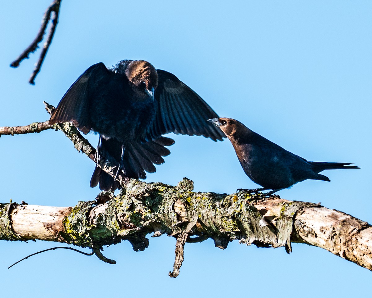 Brown-headed Cowbird - ML619781647