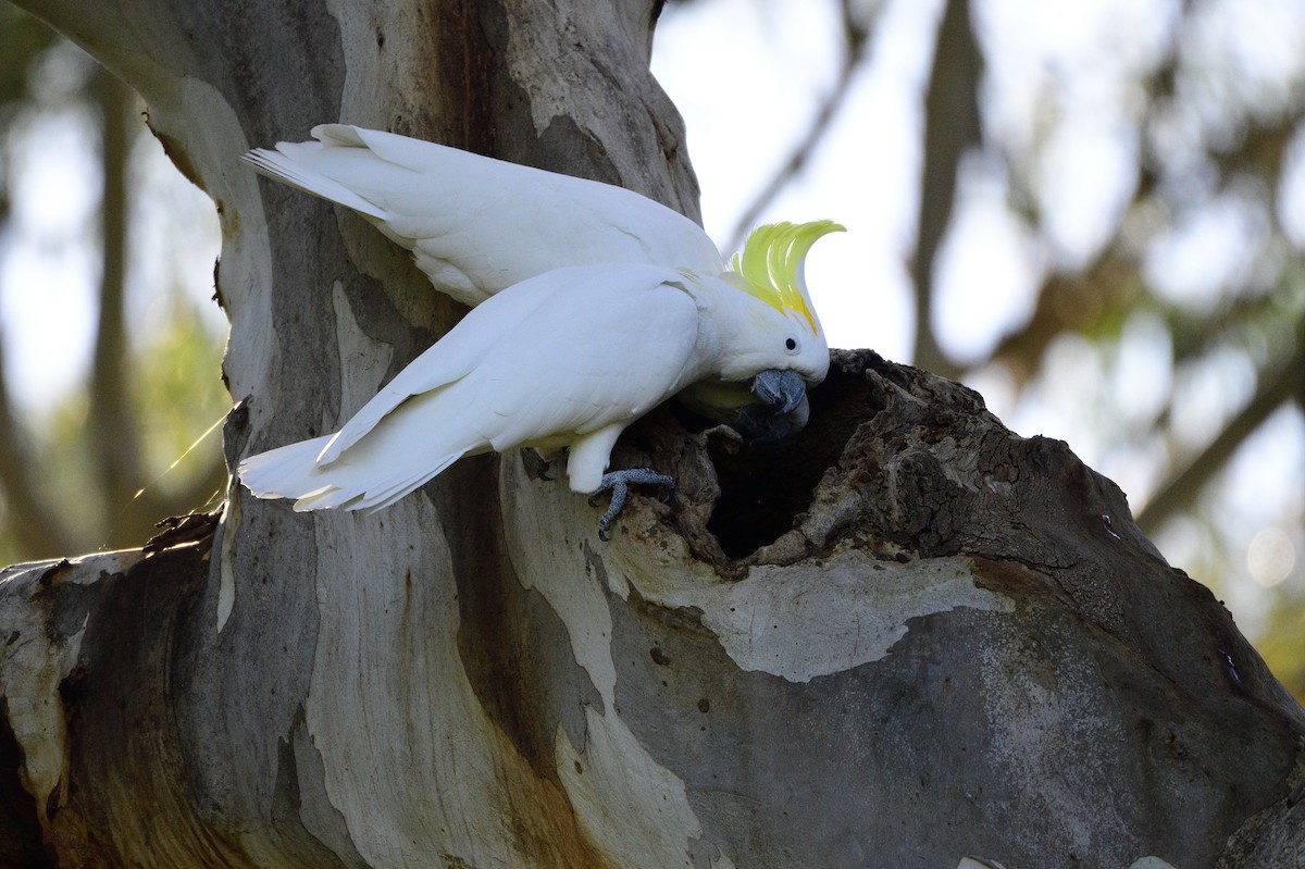 Sulphur-crested Cockatoo - ML619781650