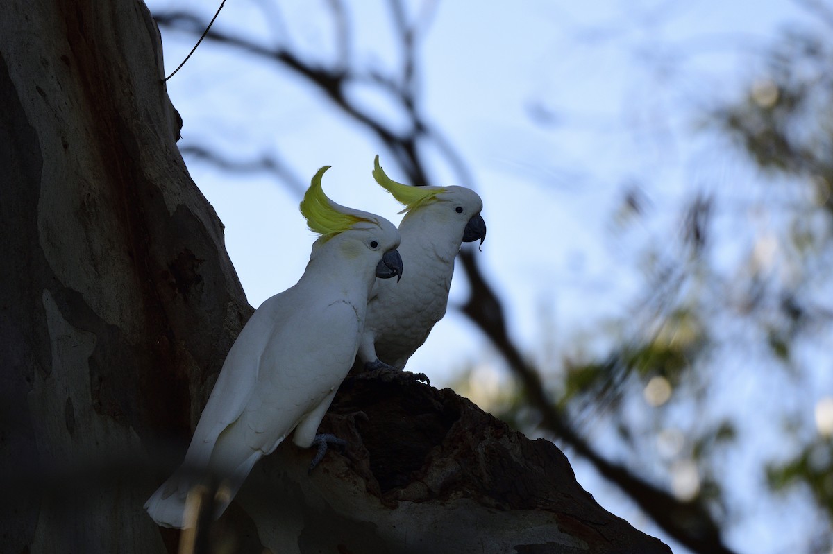 Sulphur-crested Cockatoo - ML619781654