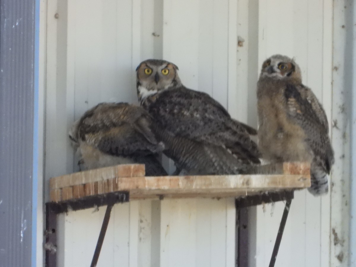 Great Horned Owl - ML619781700