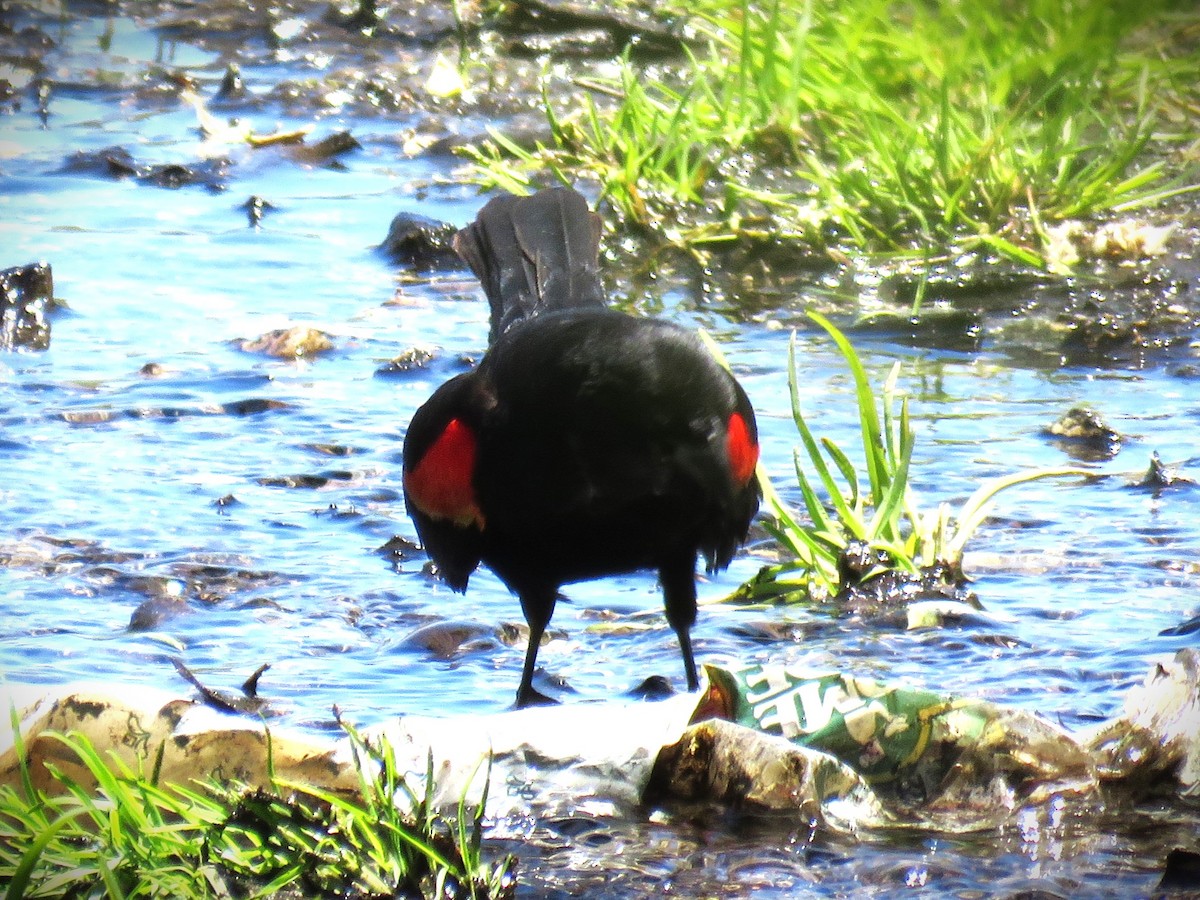 Red-winged Blackbird - ML619781701