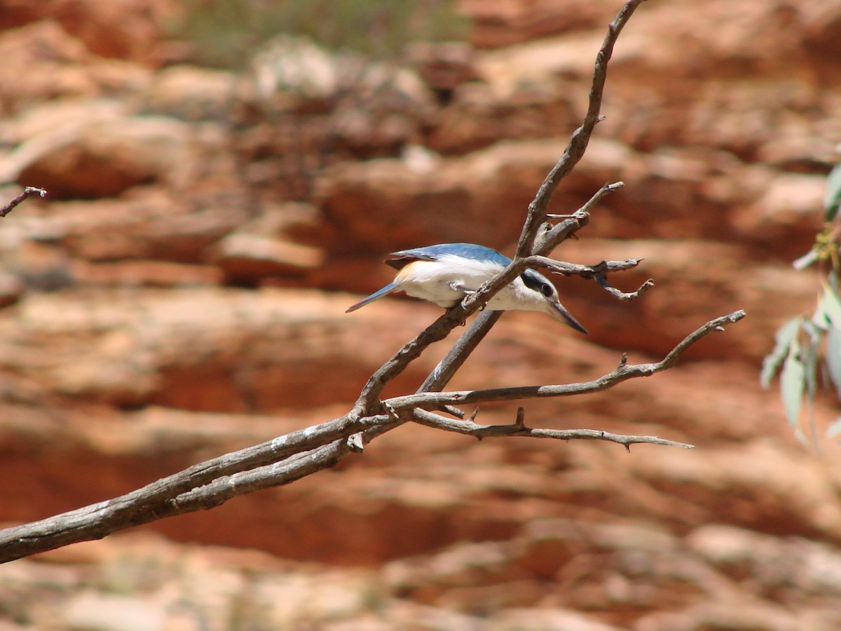 Red-backed Kingfisher - ML619781718