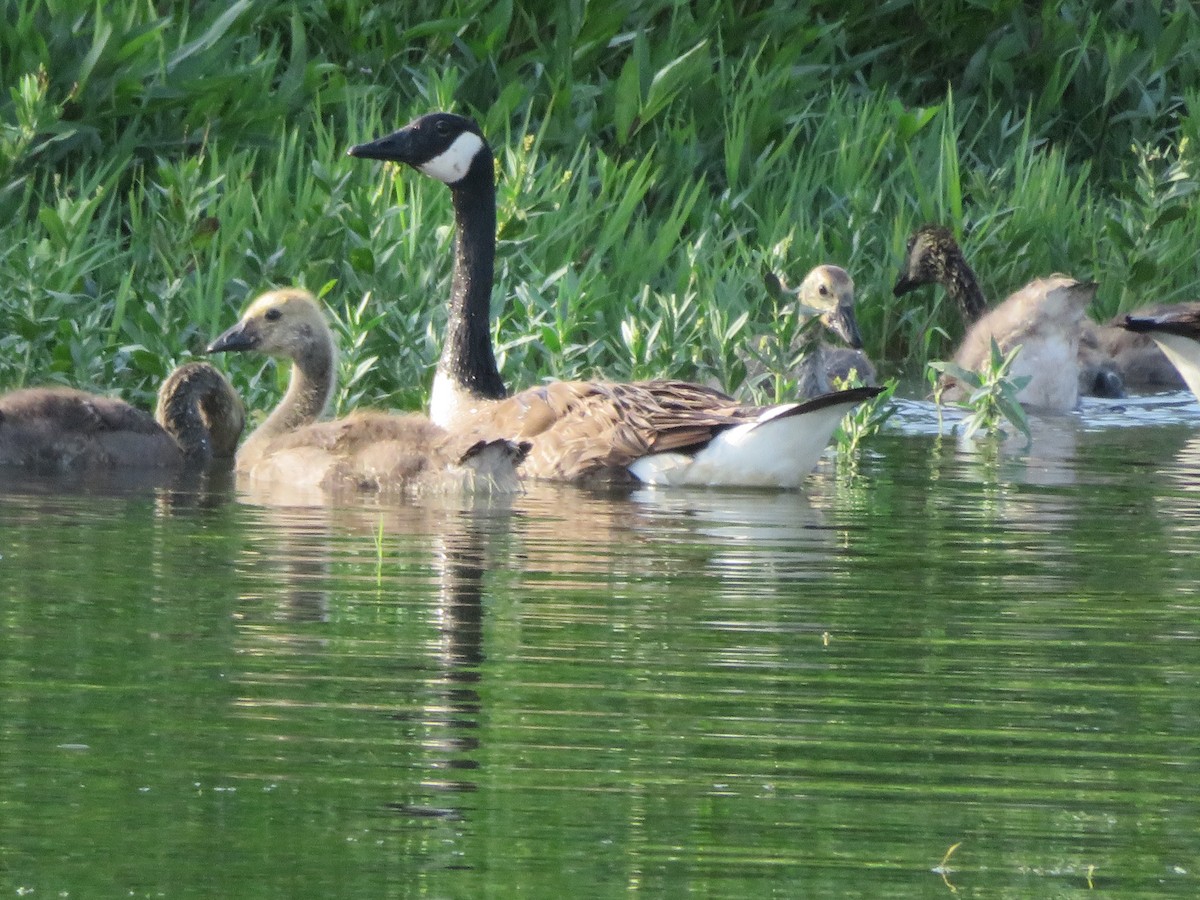 Canada Goose - ML619781769