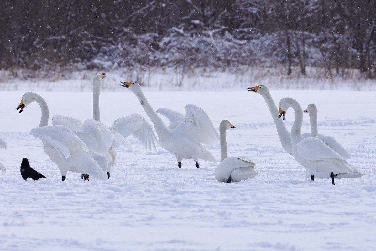 Whooper Swan - ML619781772