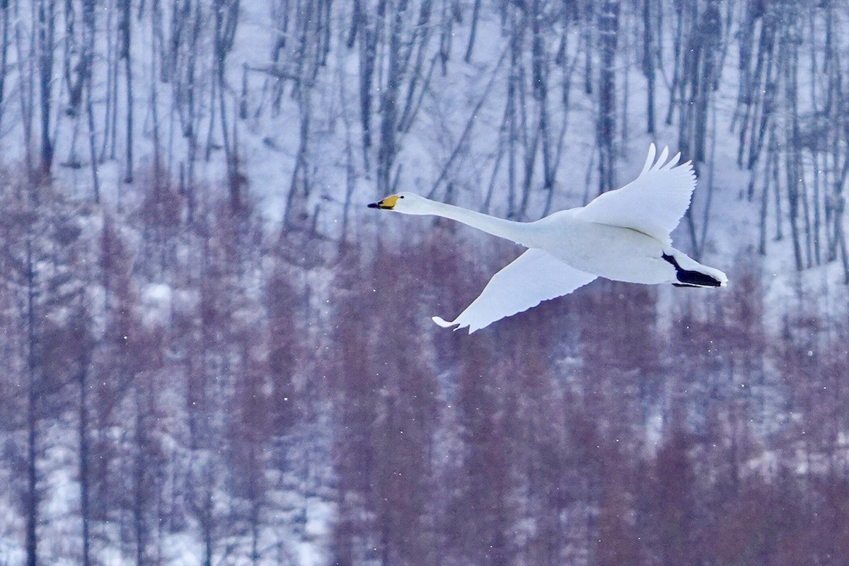 Whooper Swan - ML619781773