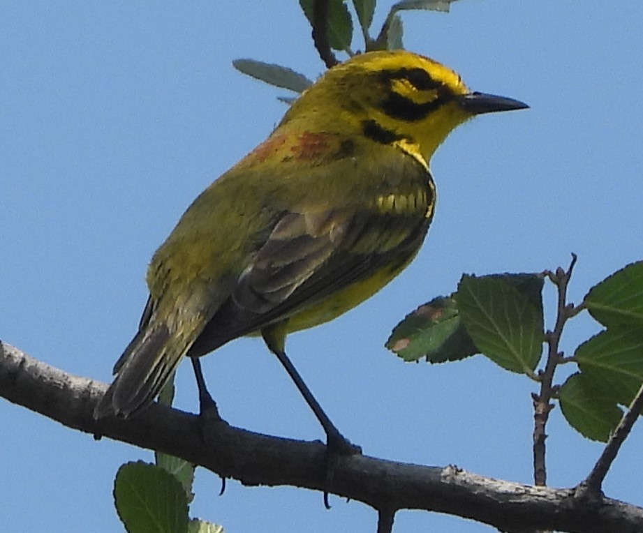 Prairie Warbler - ML619781780