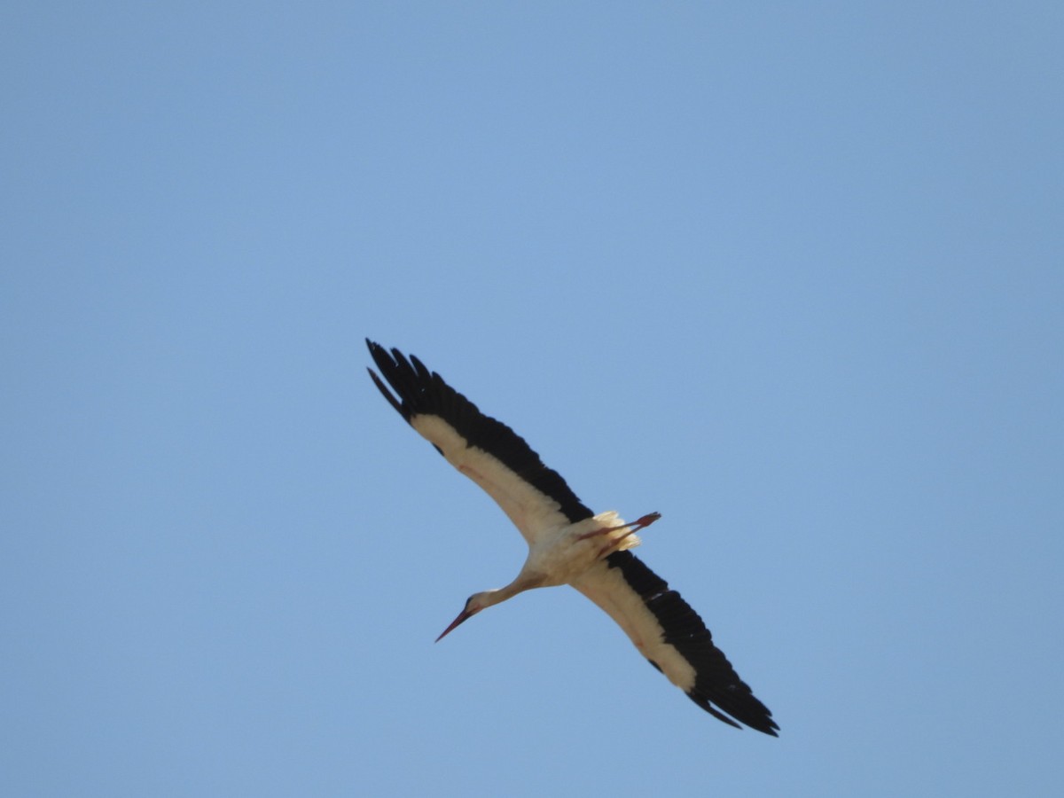 White Stork - ML619781788