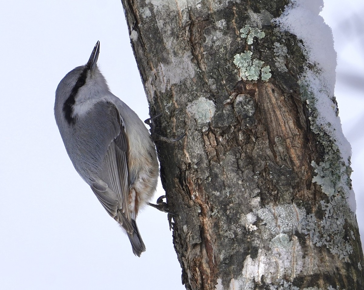 Eurasian Nuthatch (White-bellied) - ML619781793