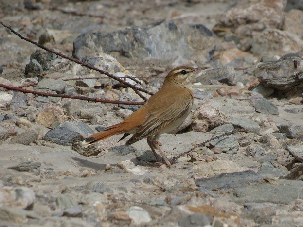 Rufous-tailed Scrub-Robin - ML619781798
