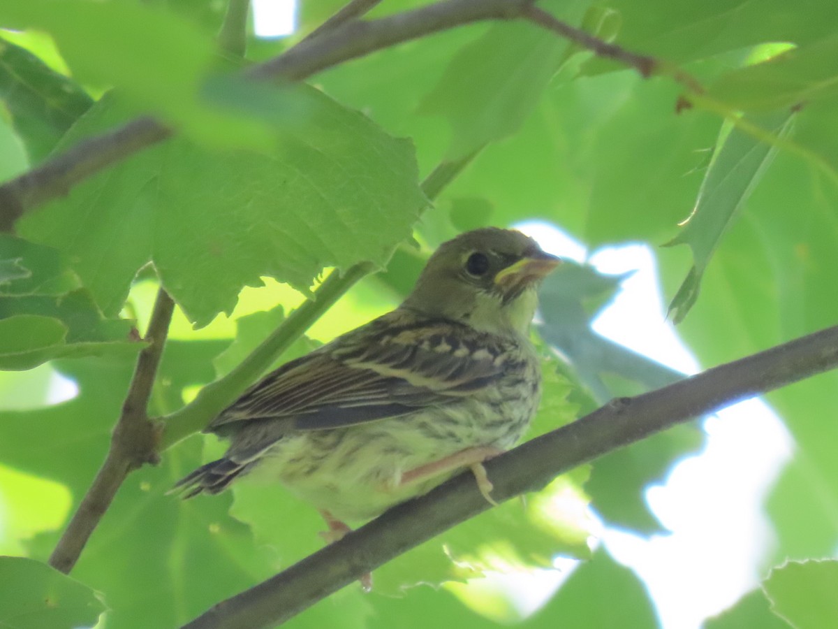 Field Sparrow - aerin tedesco