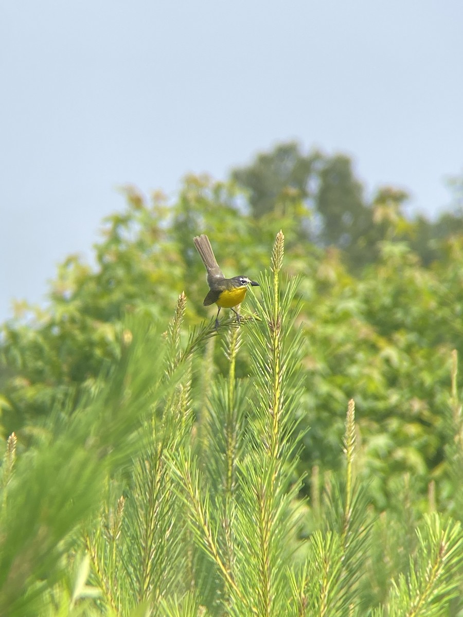 Yellow-breasted Chat - Wayne Ryan