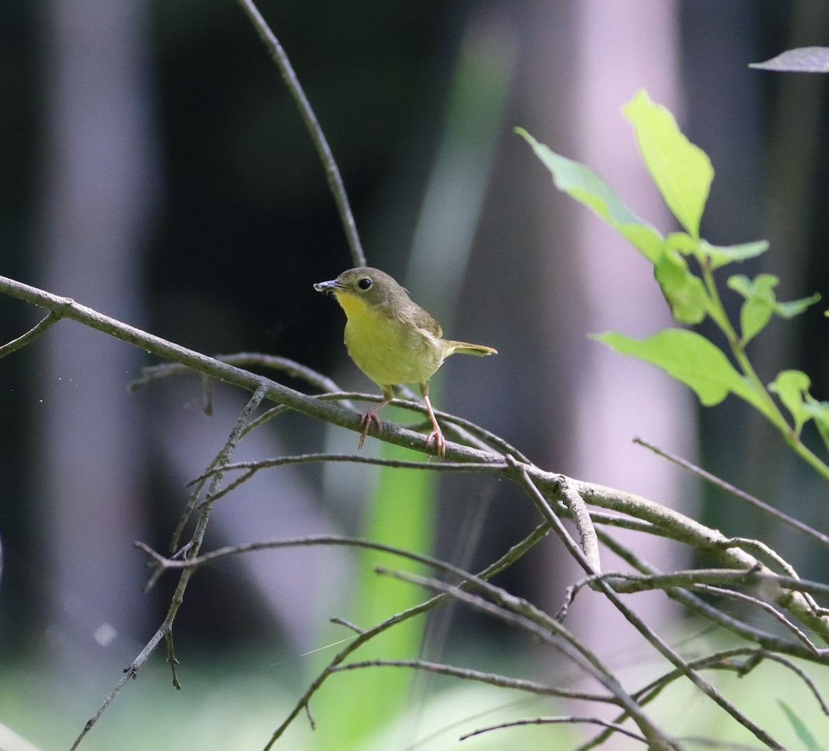 Common Yellowthroat - ML619781813