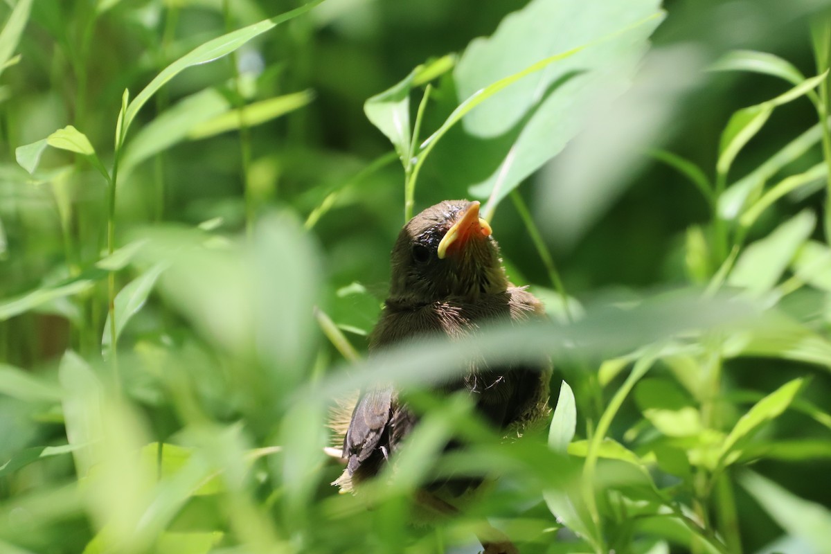 Common Yellowthroat - ML619781815