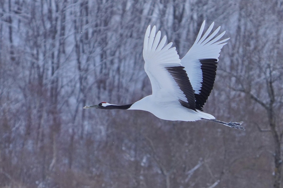 Red-crowned Crane - ML619781821