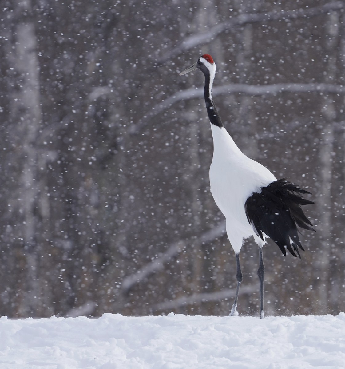 Red-crowned Crane - ML619781825
