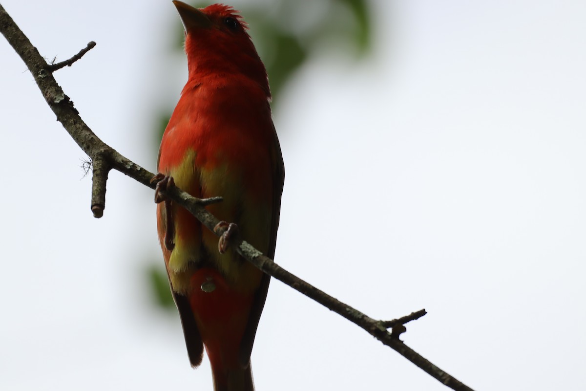 Summer Tanager - ML619781828