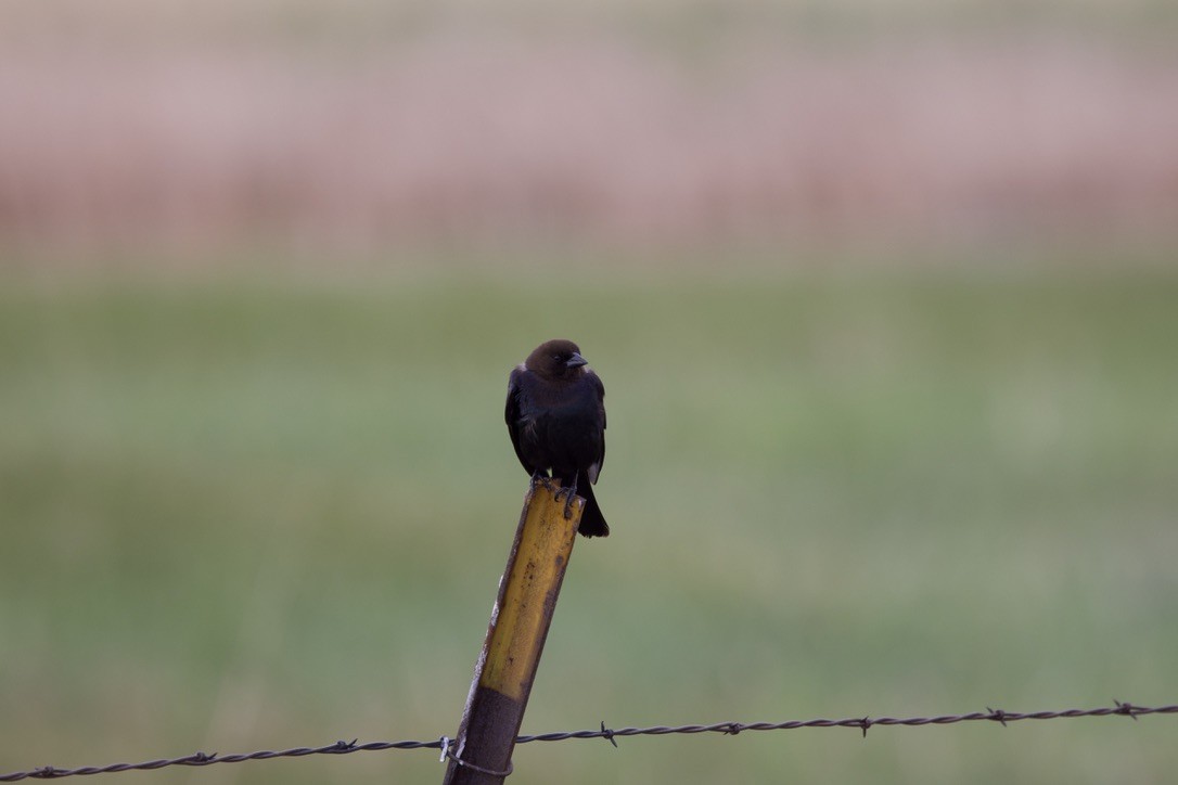 Brown-headed Cowbird - ML619781831