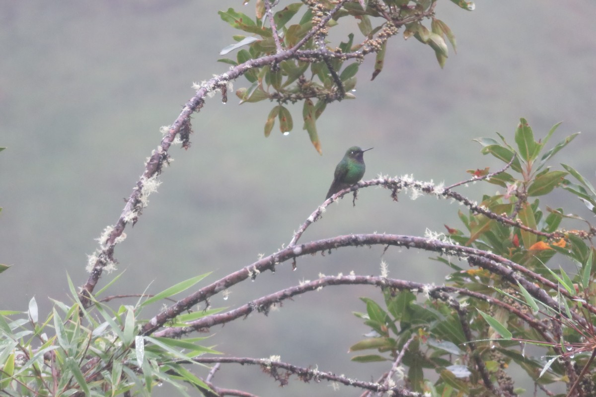 Colibrí Violeta (splendidus/pyropus) - ML619781839