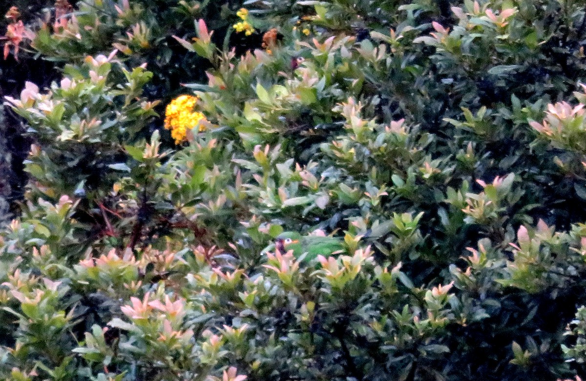 Sarı Sürmeli Papağan - ML619781846