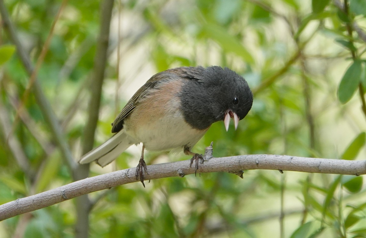 Dark-eyed Junco - ML619781869