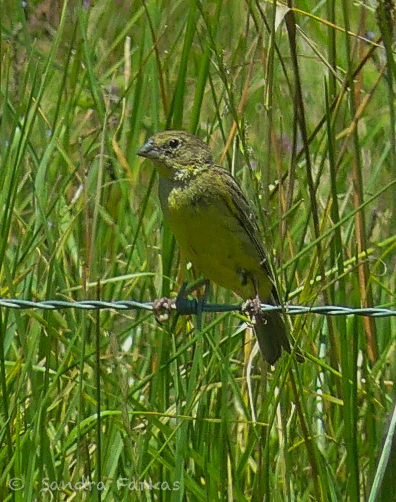 Grassland Yellow-Finch - ML619781886