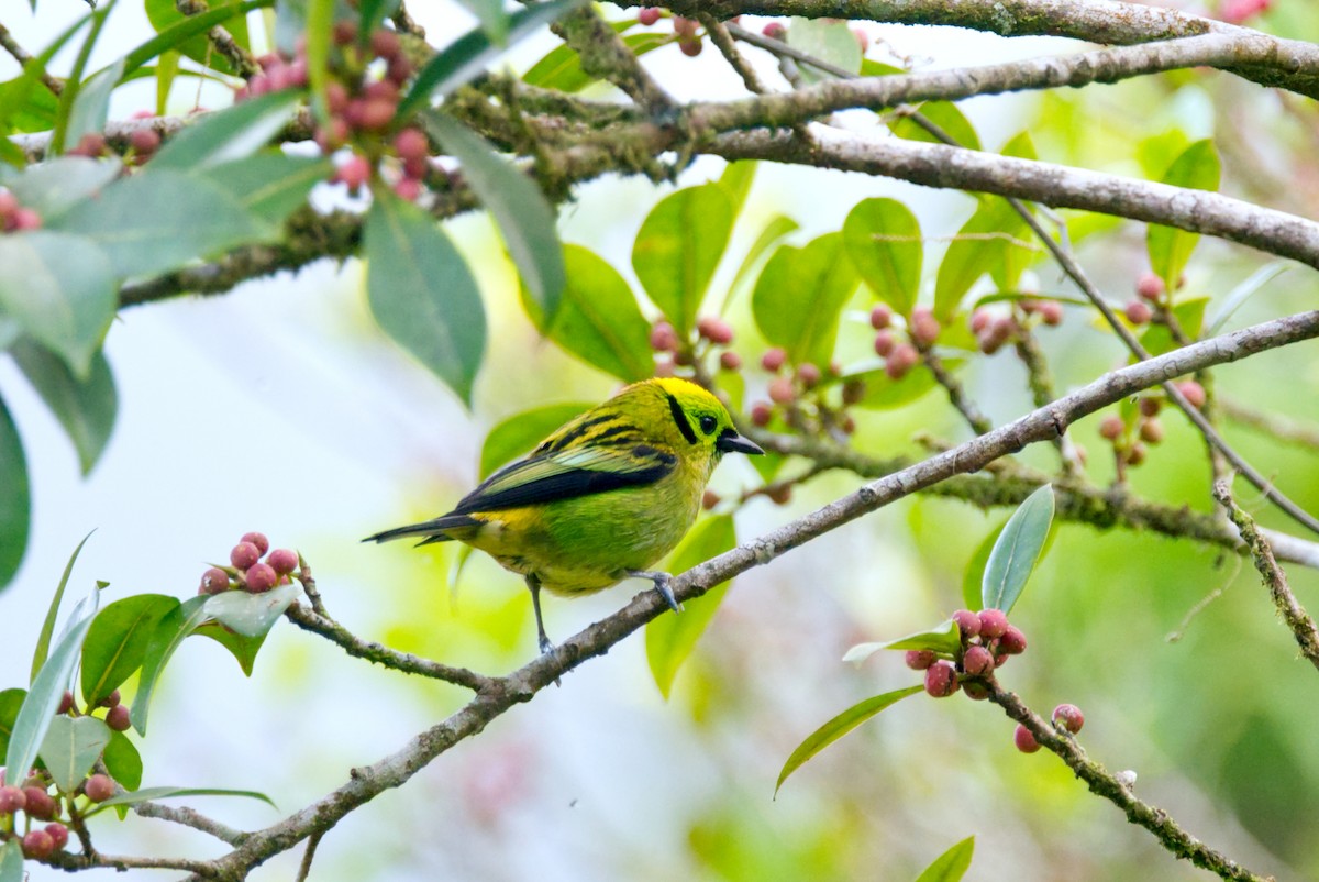 Emerald Tanager - ML619781889