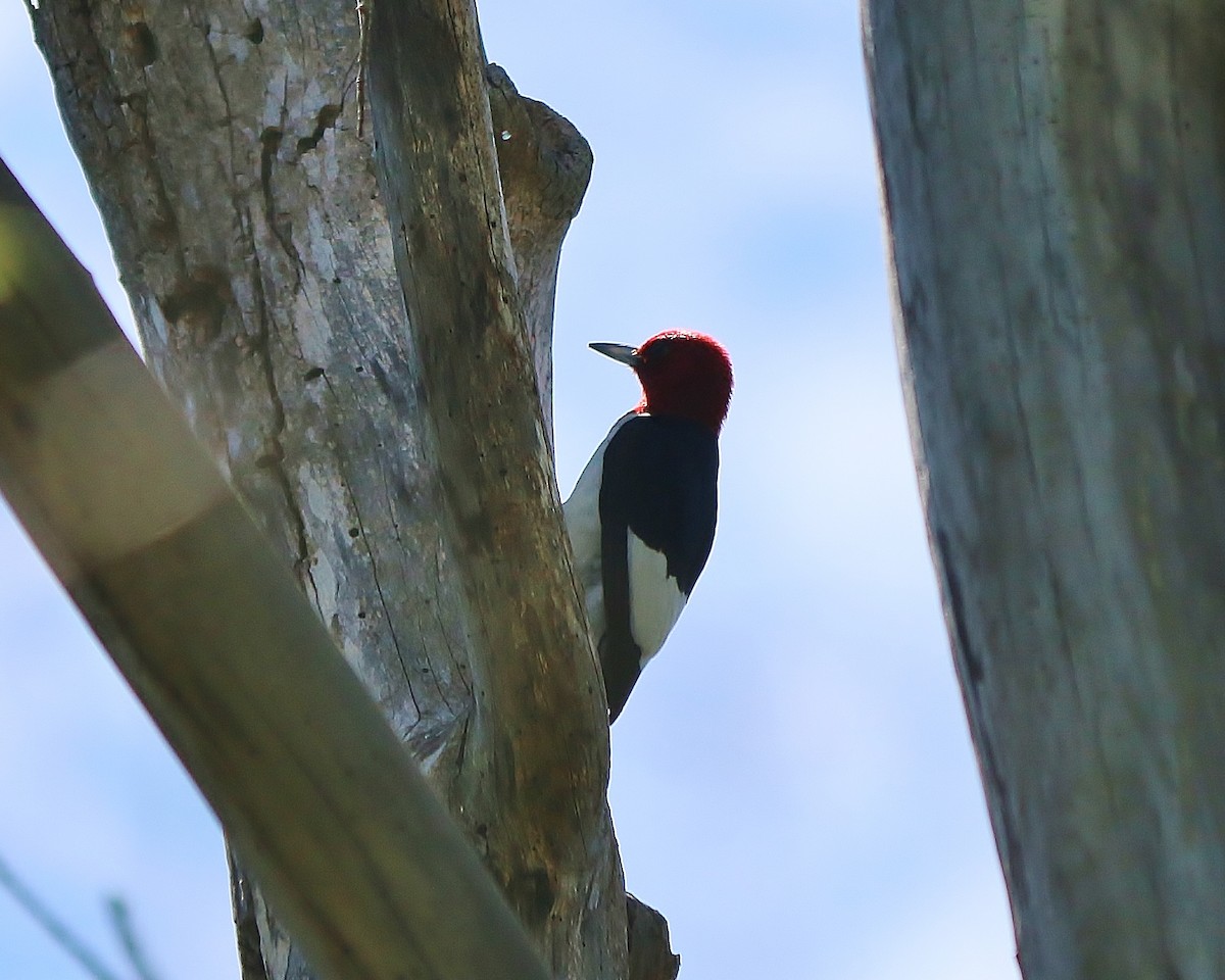 Red-headed Woodpecker - ML619781898