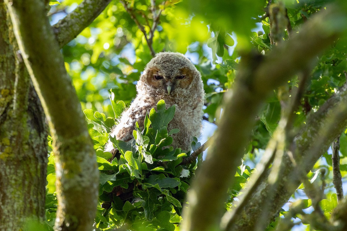 Tawny Owl - ML619781902