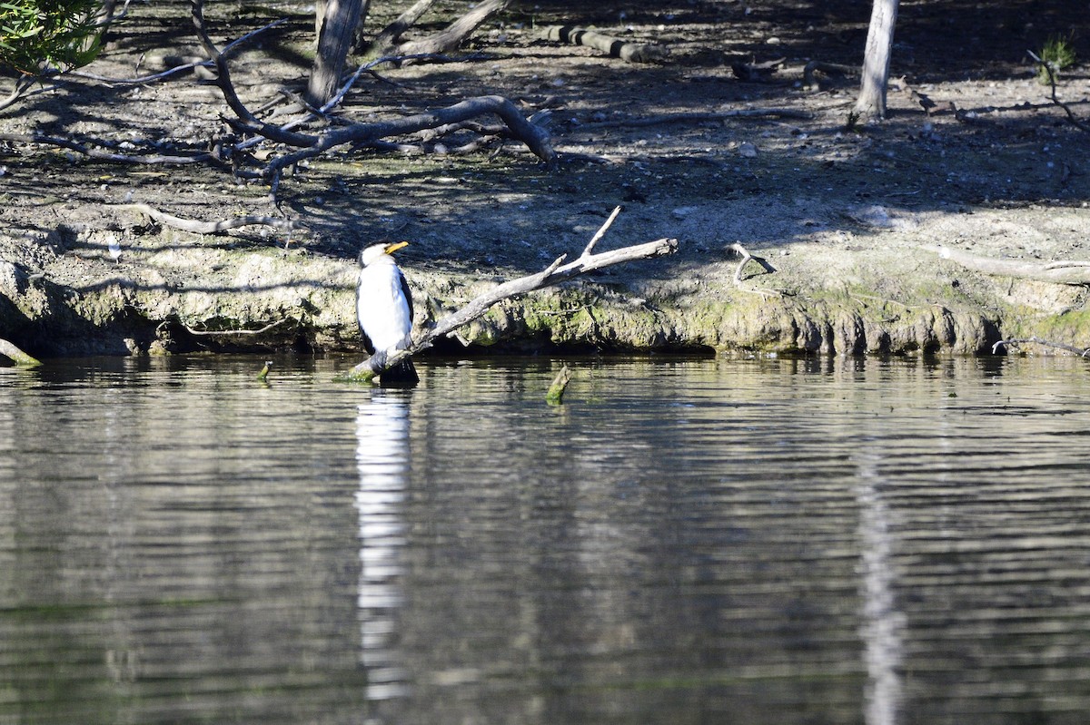 Little Pied Cormorant - ML619781913