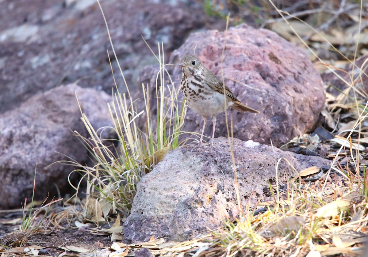 Hermit Thrush (auduboni Group) - ML619781915