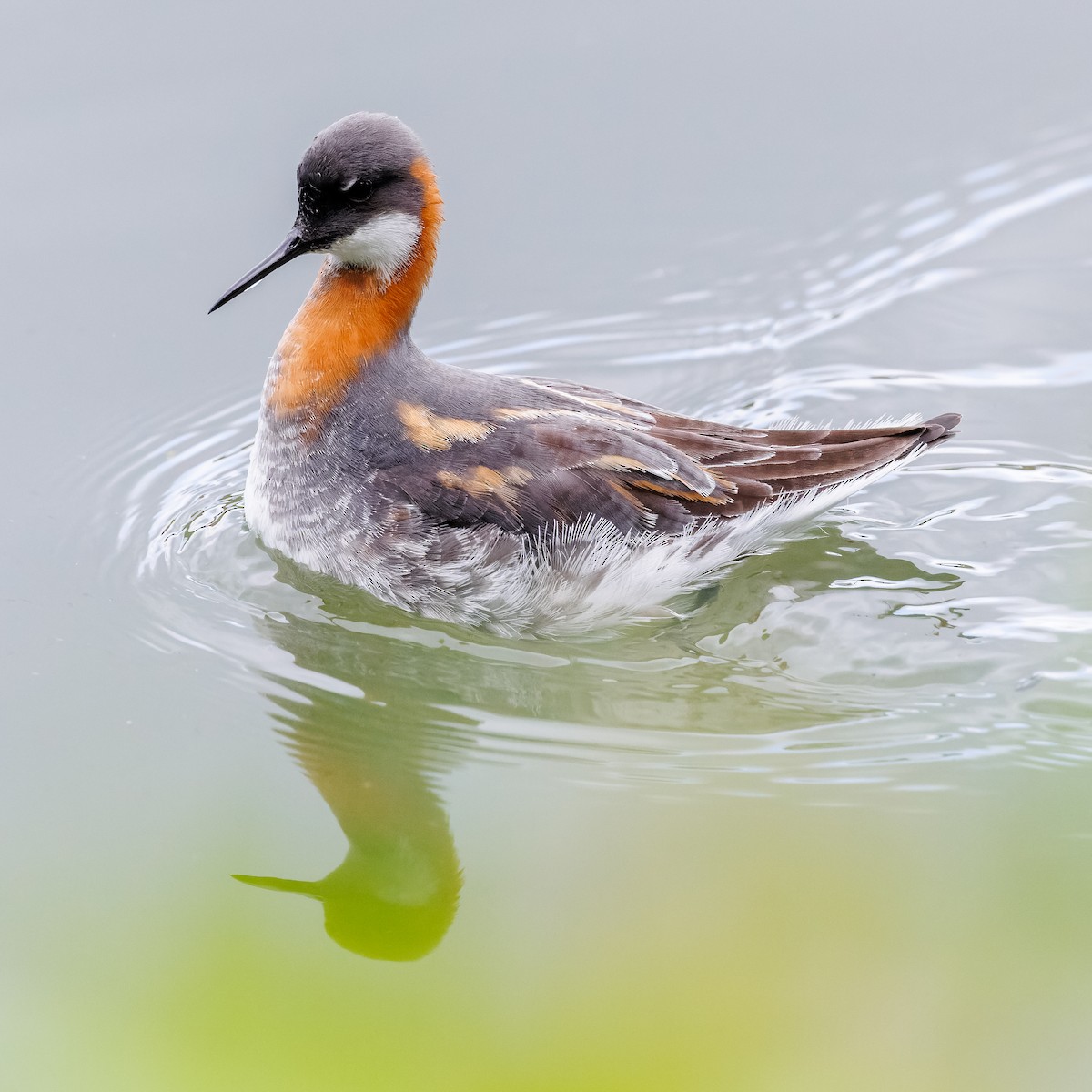 Red-necked Phalarope - ML619781949