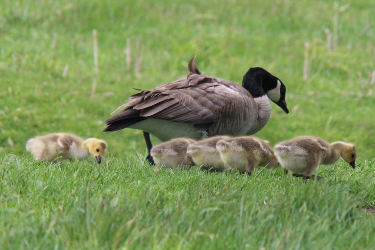 Canada Goose - ML619781989